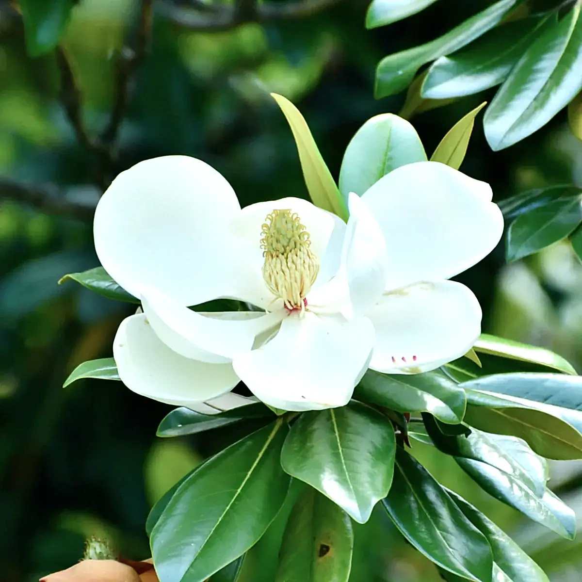 Teddy Bear® Southern Magnolia