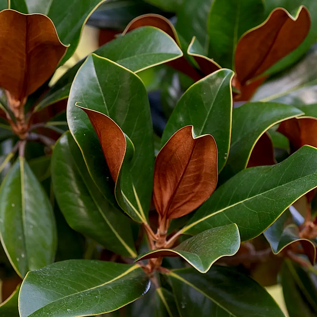 Teddy Bear® Southern Magnolia
