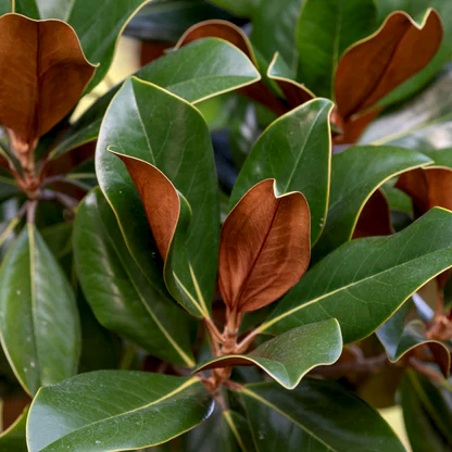 Teddy Bear® Southern Magnolia