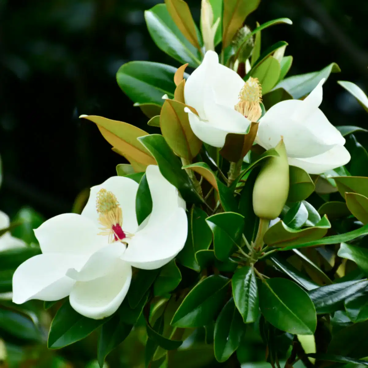 Teddy Bear® Southern Magnolia