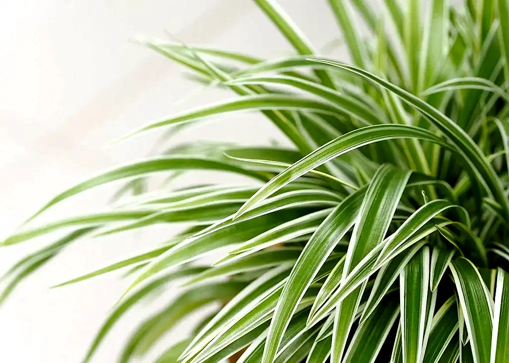 Spider Plant Variegated