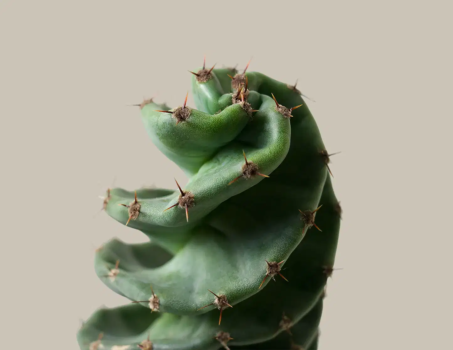 Spiral Cactus