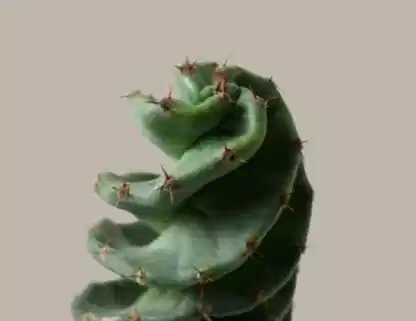 Spiral Cactus
