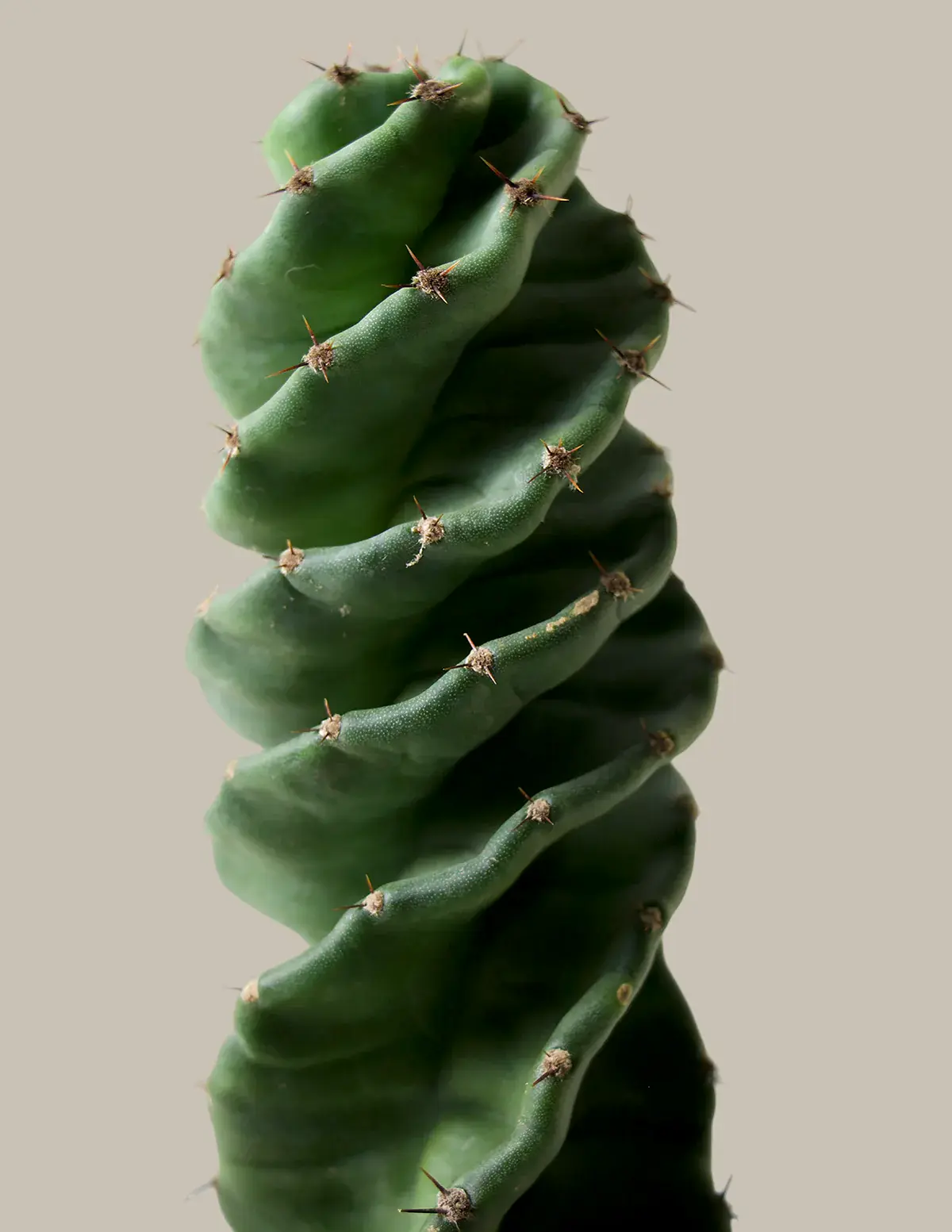 Spiral Cactus