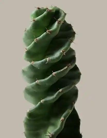 Spiral Cactus