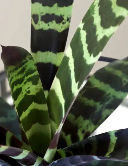 Bromeliad Splenriet