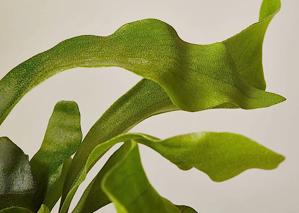 Staghorn Fern