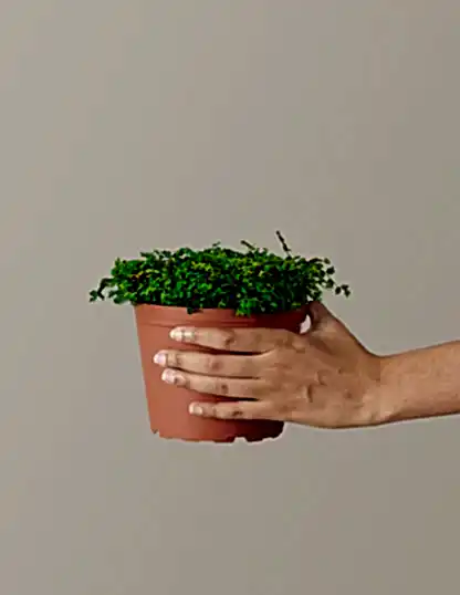 String of Frogs