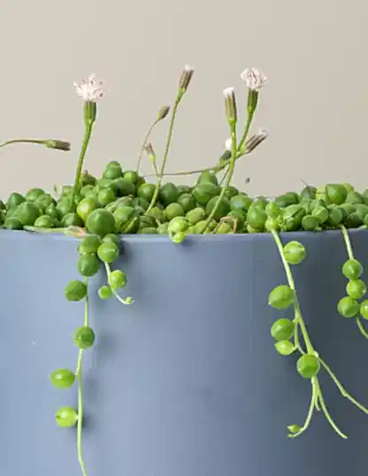 String of Pearls