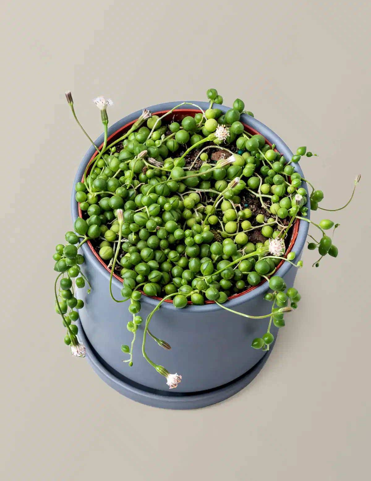 String of Pearls