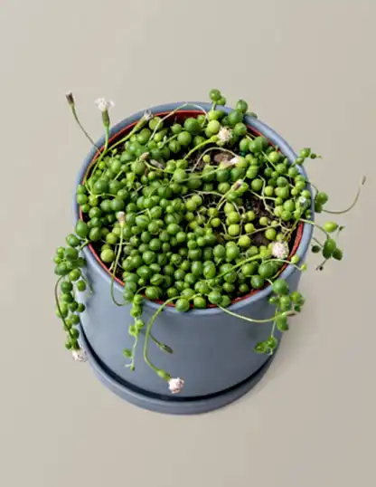 String of Pearls