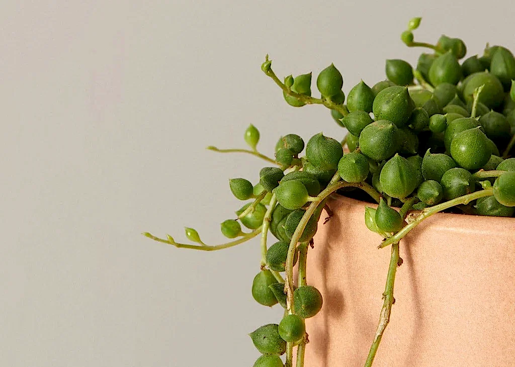 String of Pearls