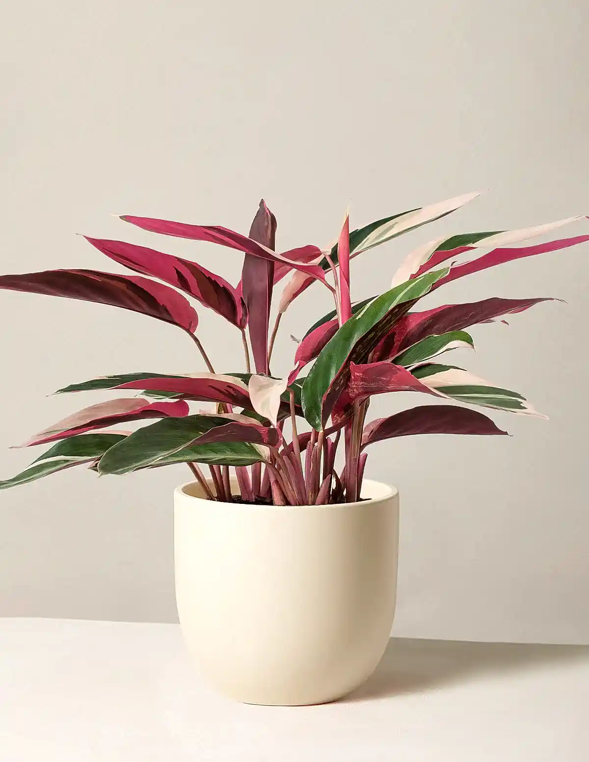 Stromanthe Triostar