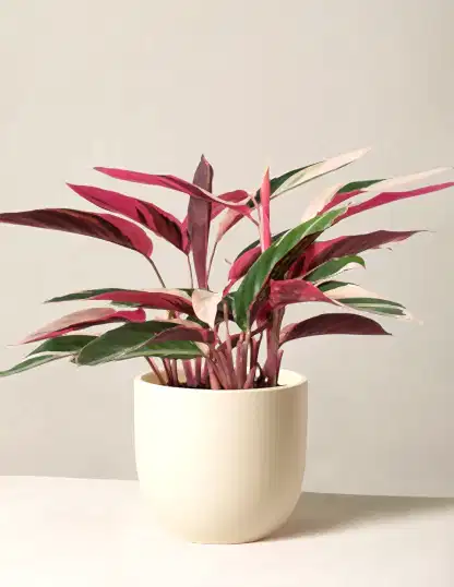 Stromanthe Triostar