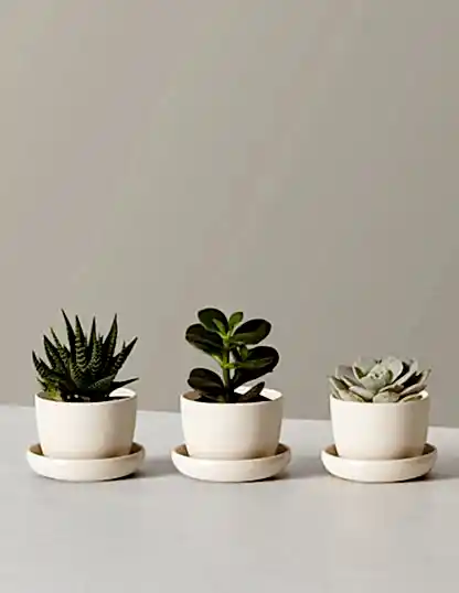 Succulent Assortment