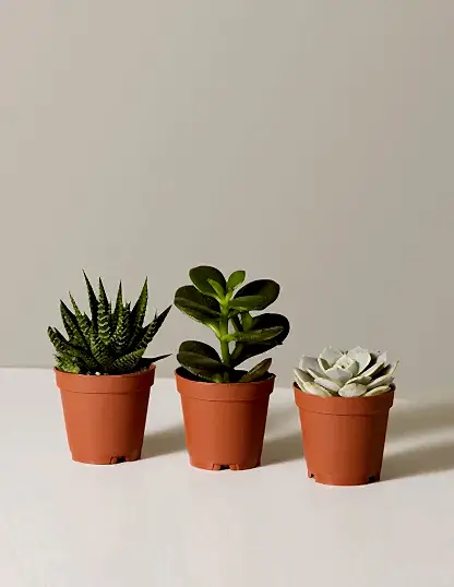 Succulent Assortment