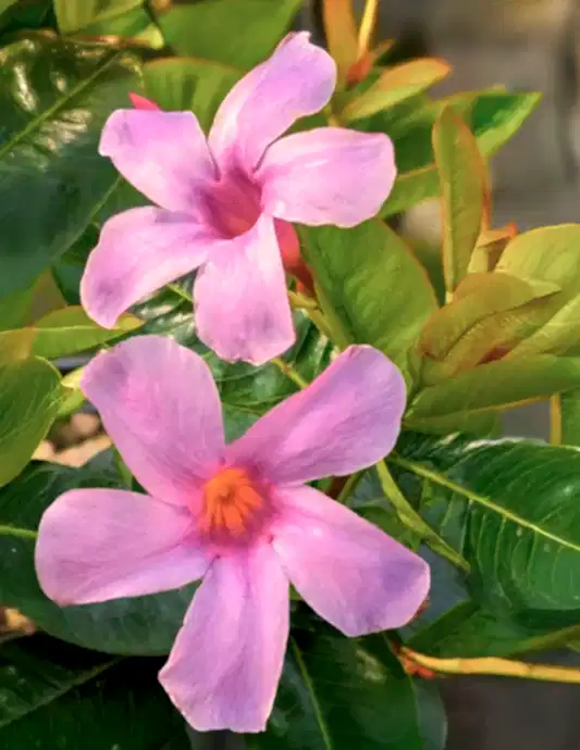 Sun Parasol® Original XP Bluephoria™ Mandevilla