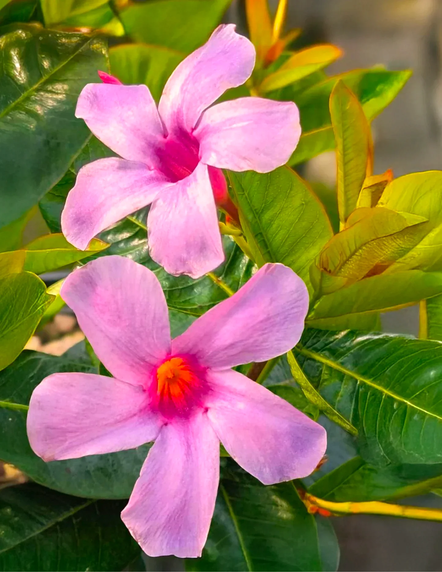 Sun Parasol® Original XP Bluephoria™ Mandevilla