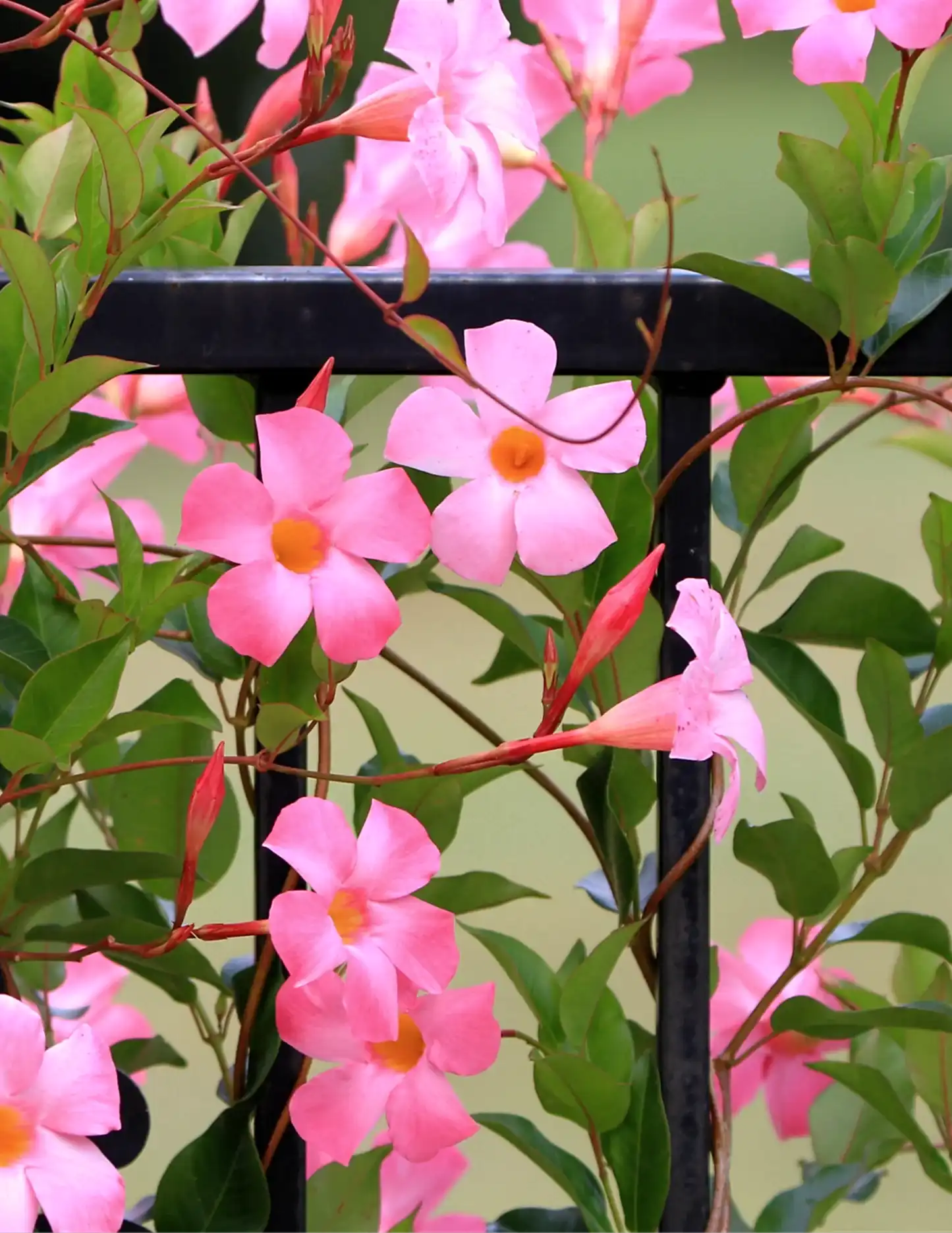 Sun Parasol® Original XP Bluephoria™ Mandevilla
