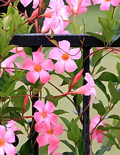 Sun Parasol® Original XP Bluephoria™ Mandevilla