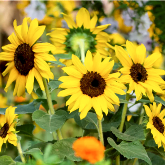 SunBelievable® Brown Eyed Girl Helianthus