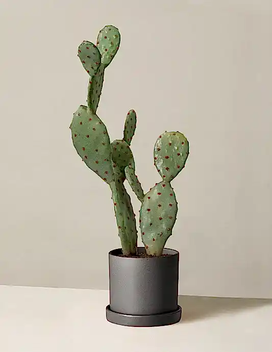 Faux Cactus