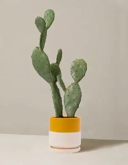 Faux Cactus