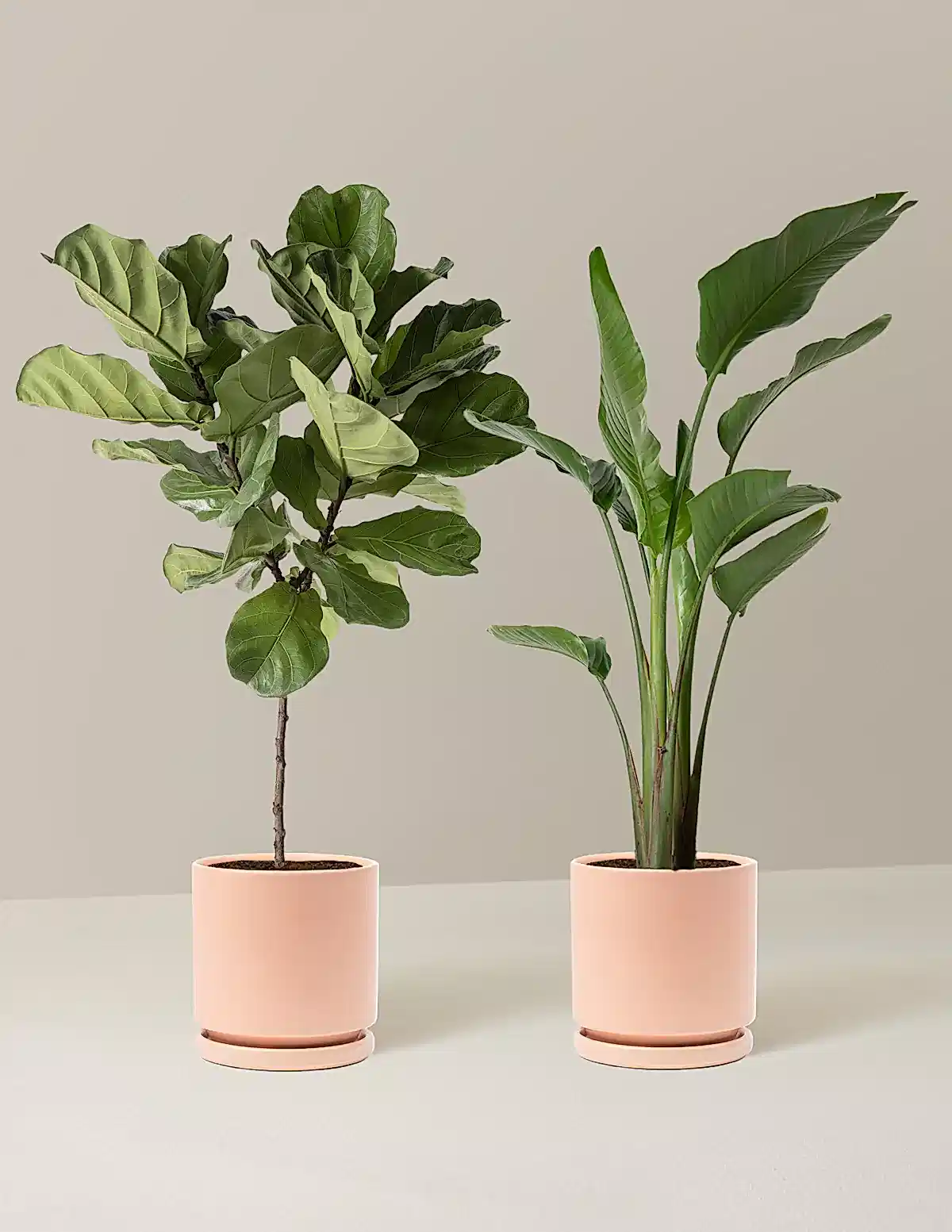 Top-Seller Duo