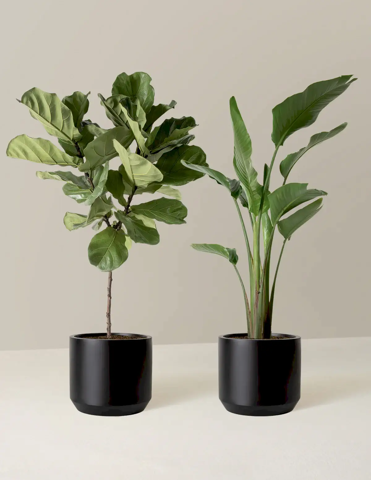 Top-Seller Duo