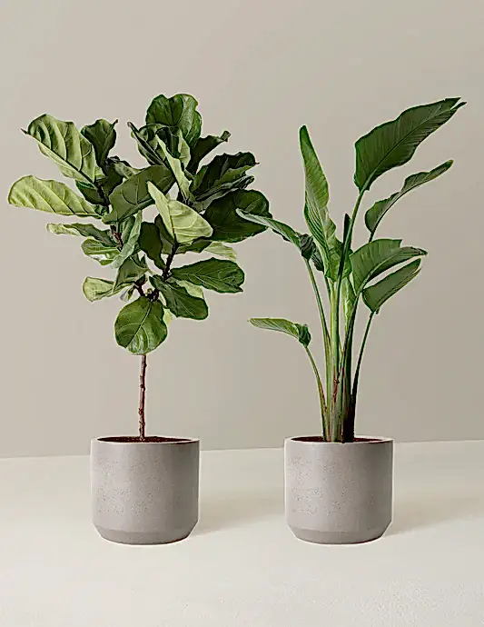 Top-Seller Duo