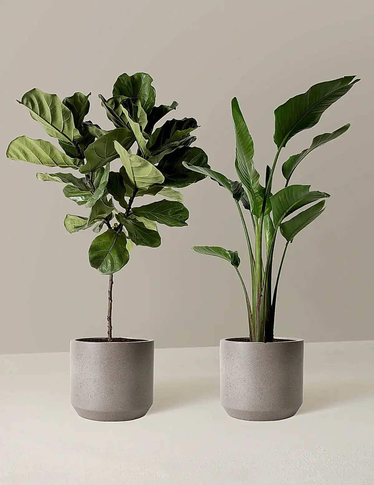 Top-Seller Duo