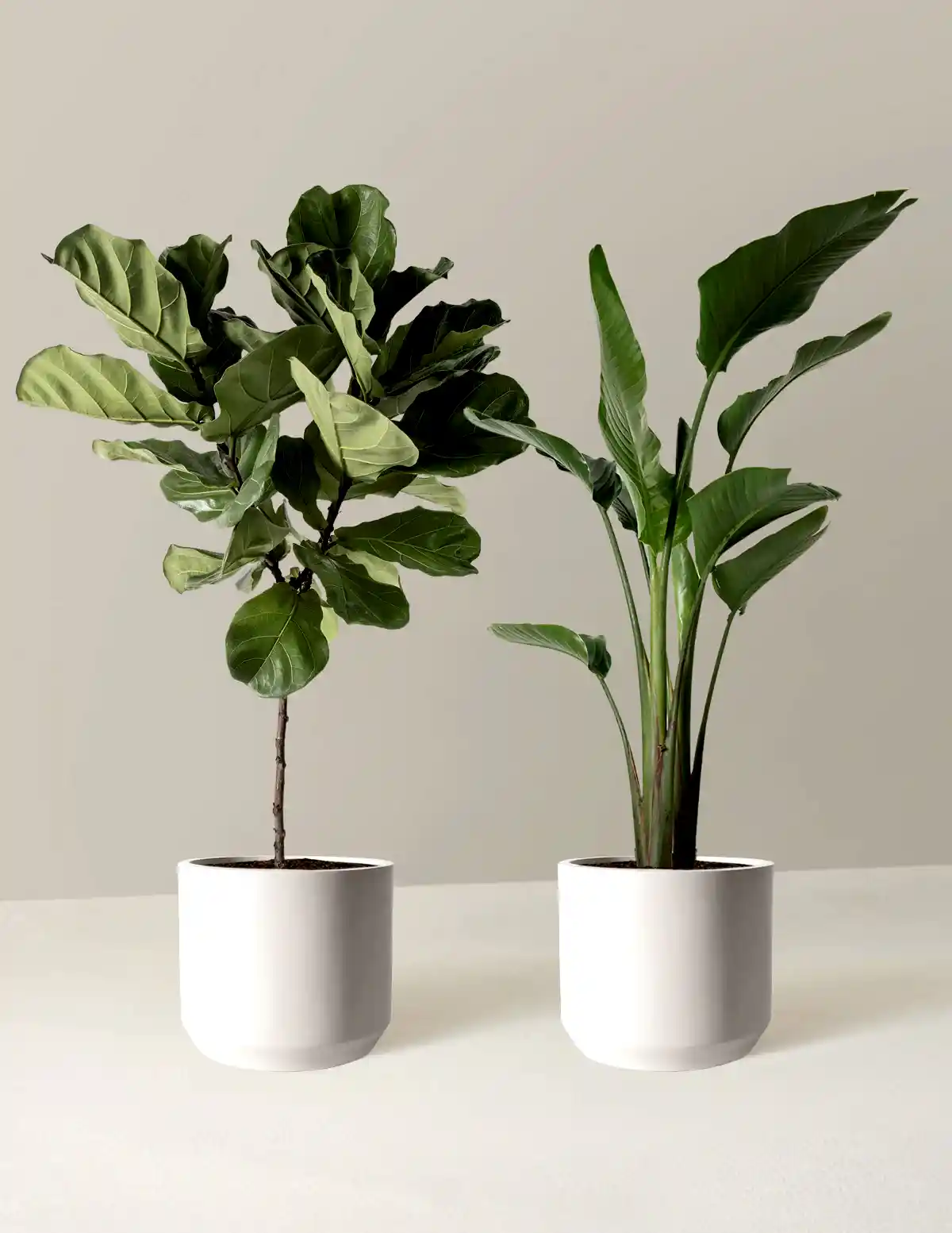 Top-Seller Duo