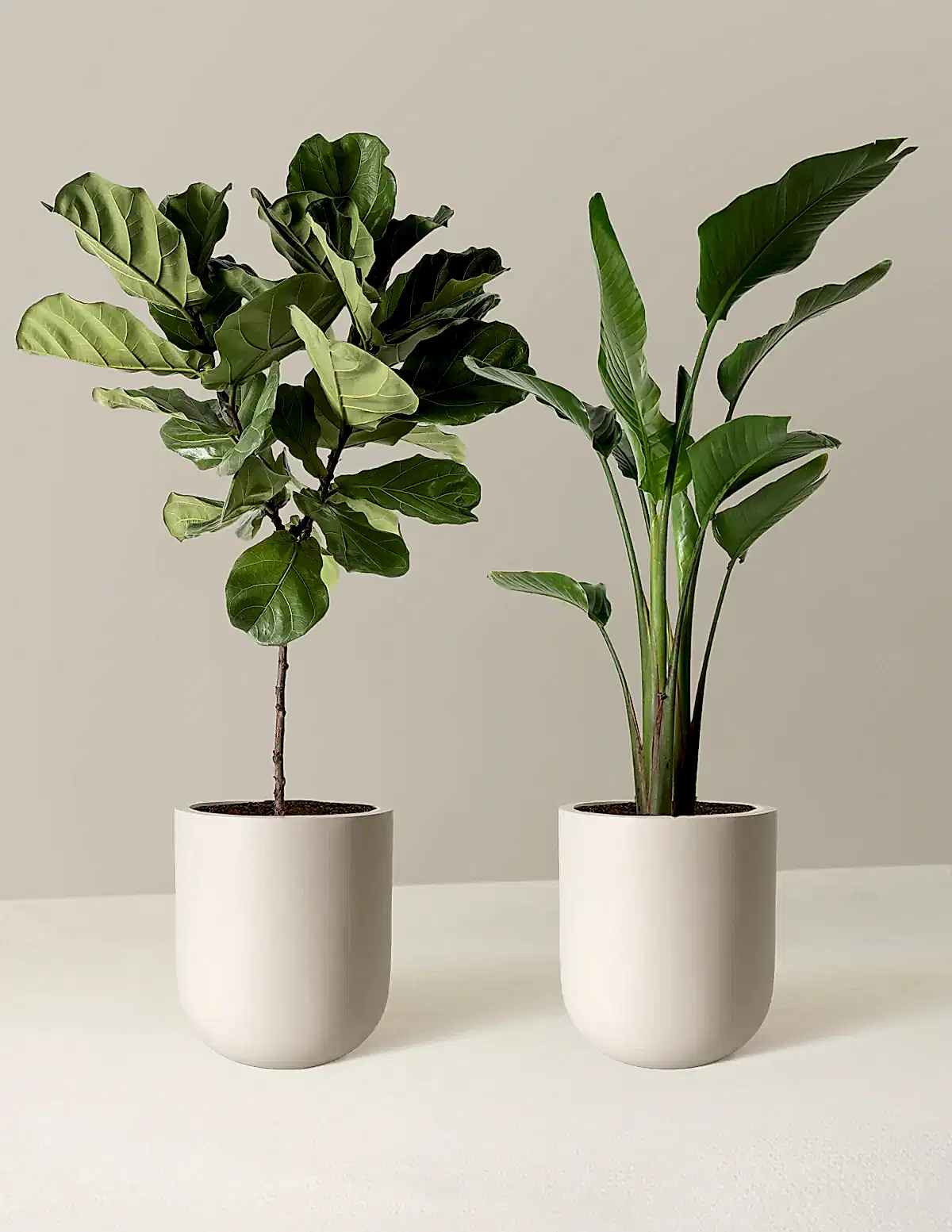 Top-Seller Duo