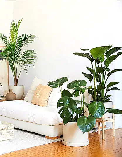 Tropical Trio