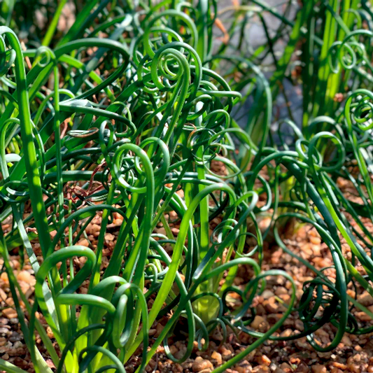 ColorGrass® Twister