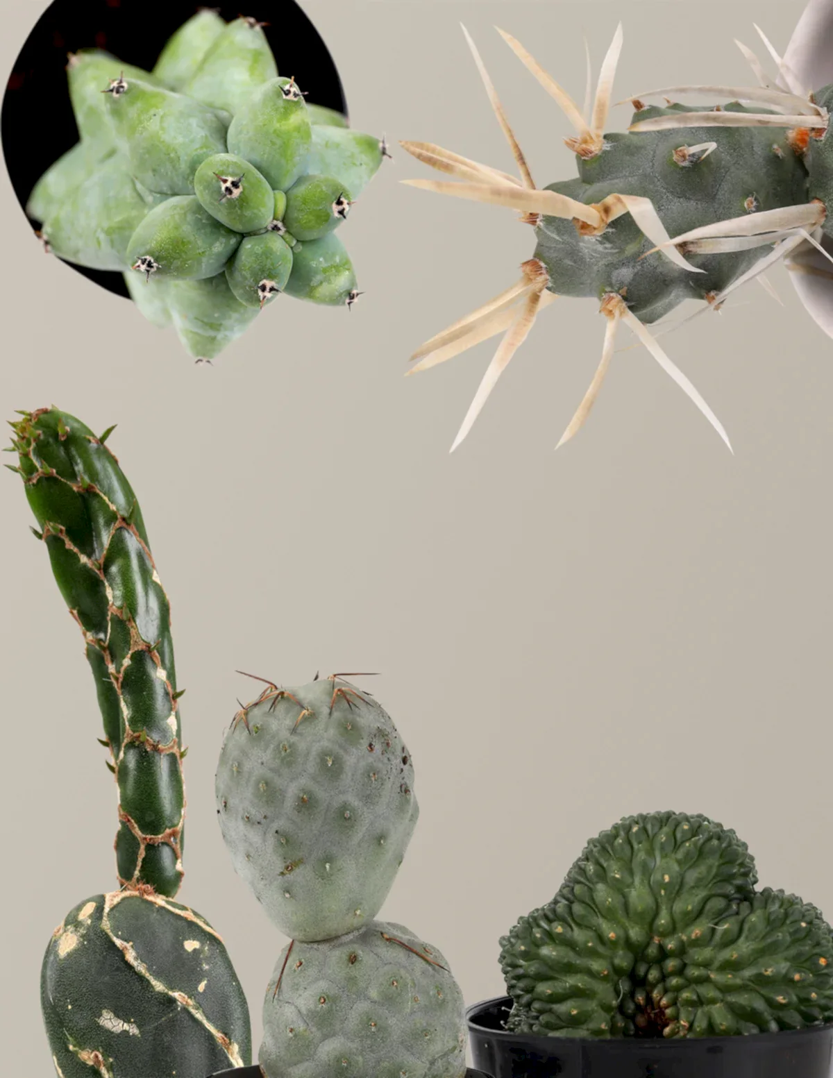 Mini Rare Cactus Bundle