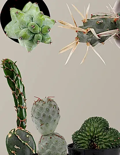 Mini Rare Cactus Bundle