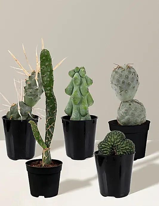 Mini Rare Cactus Bundle