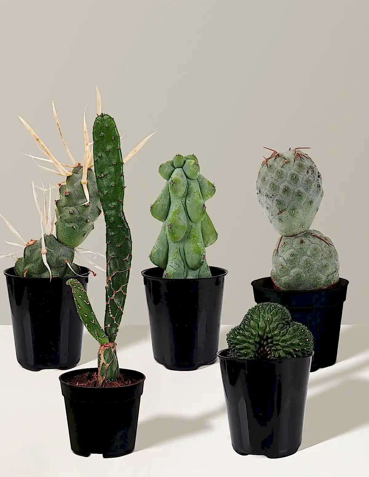 Mini Rare Cactus Bundle