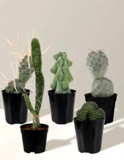 Mini Rare Cactus Bundle