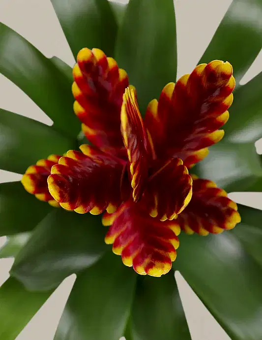 Bromeliad Vriesea ‘Vogue’