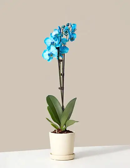 Blue Watercolor Orchid