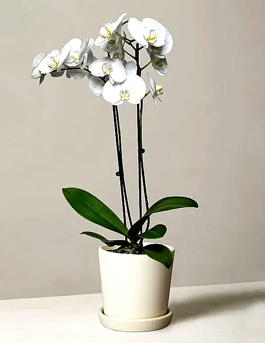 White Orchid