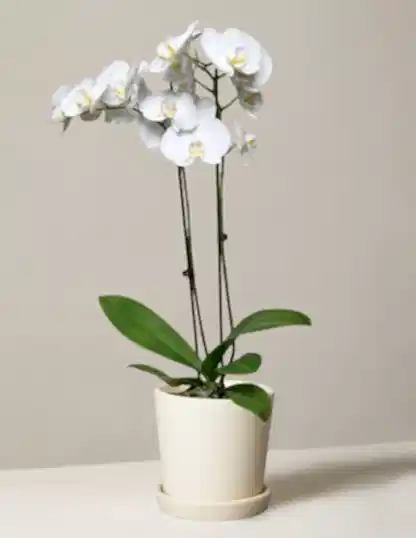 White Orchid