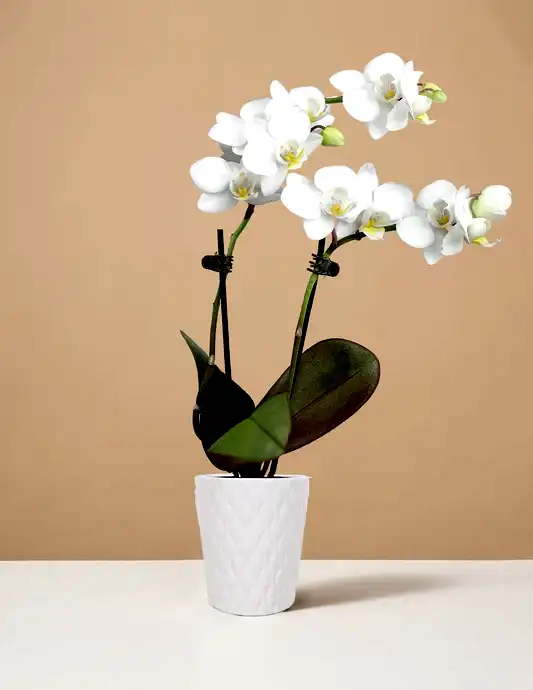 Mini Orchid