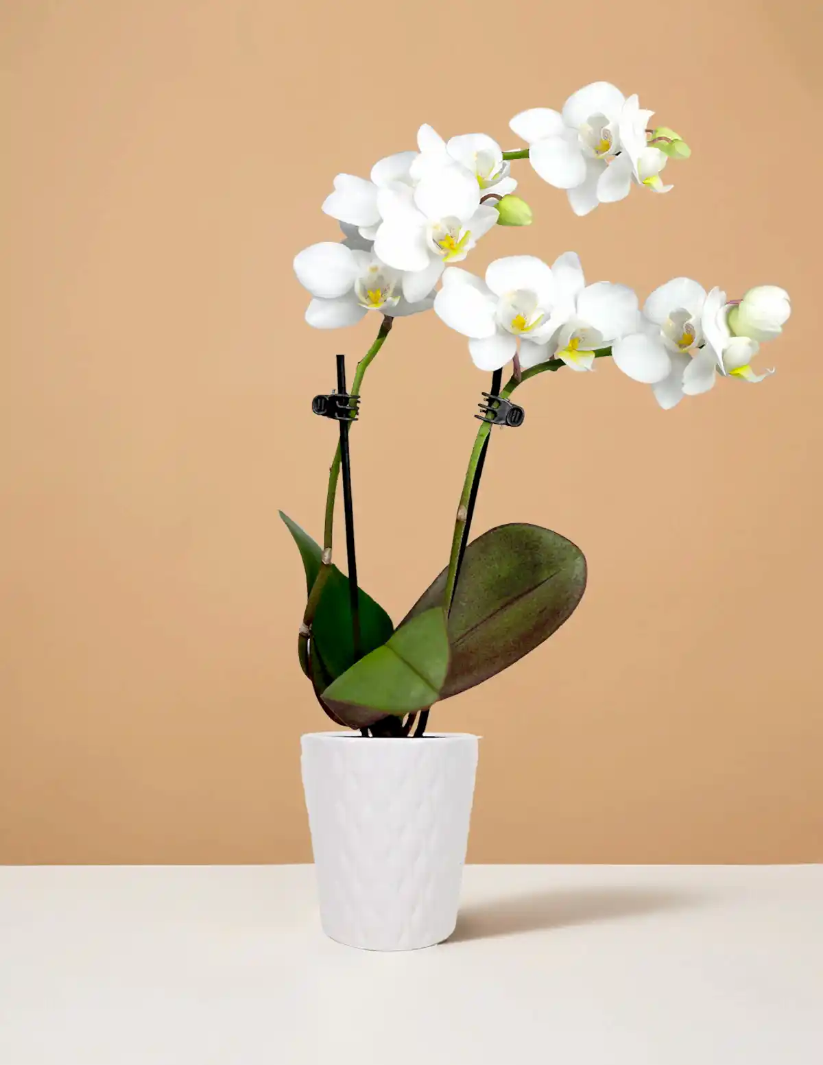 Mini Orchid
