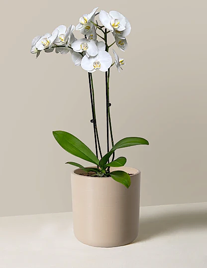 White Orchid