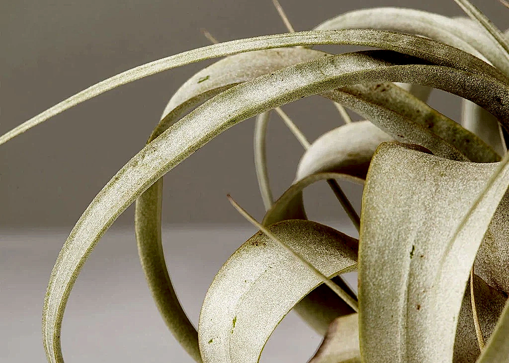 Xerographica
