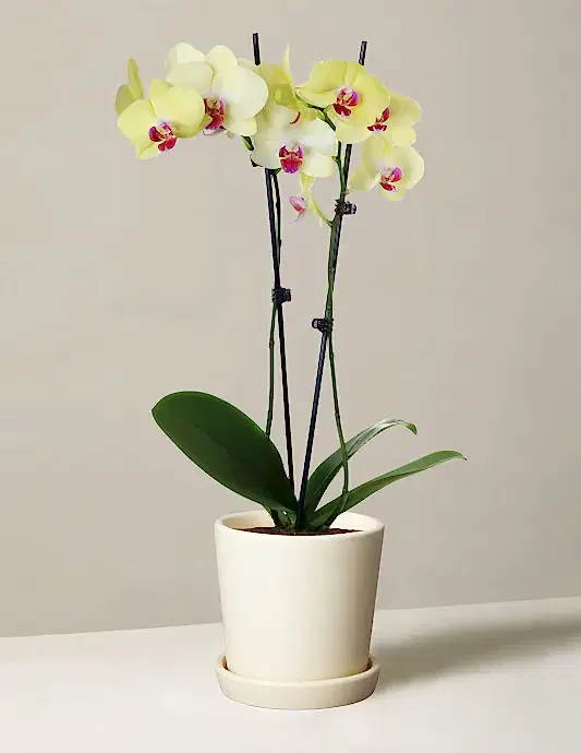Yellow Orchid