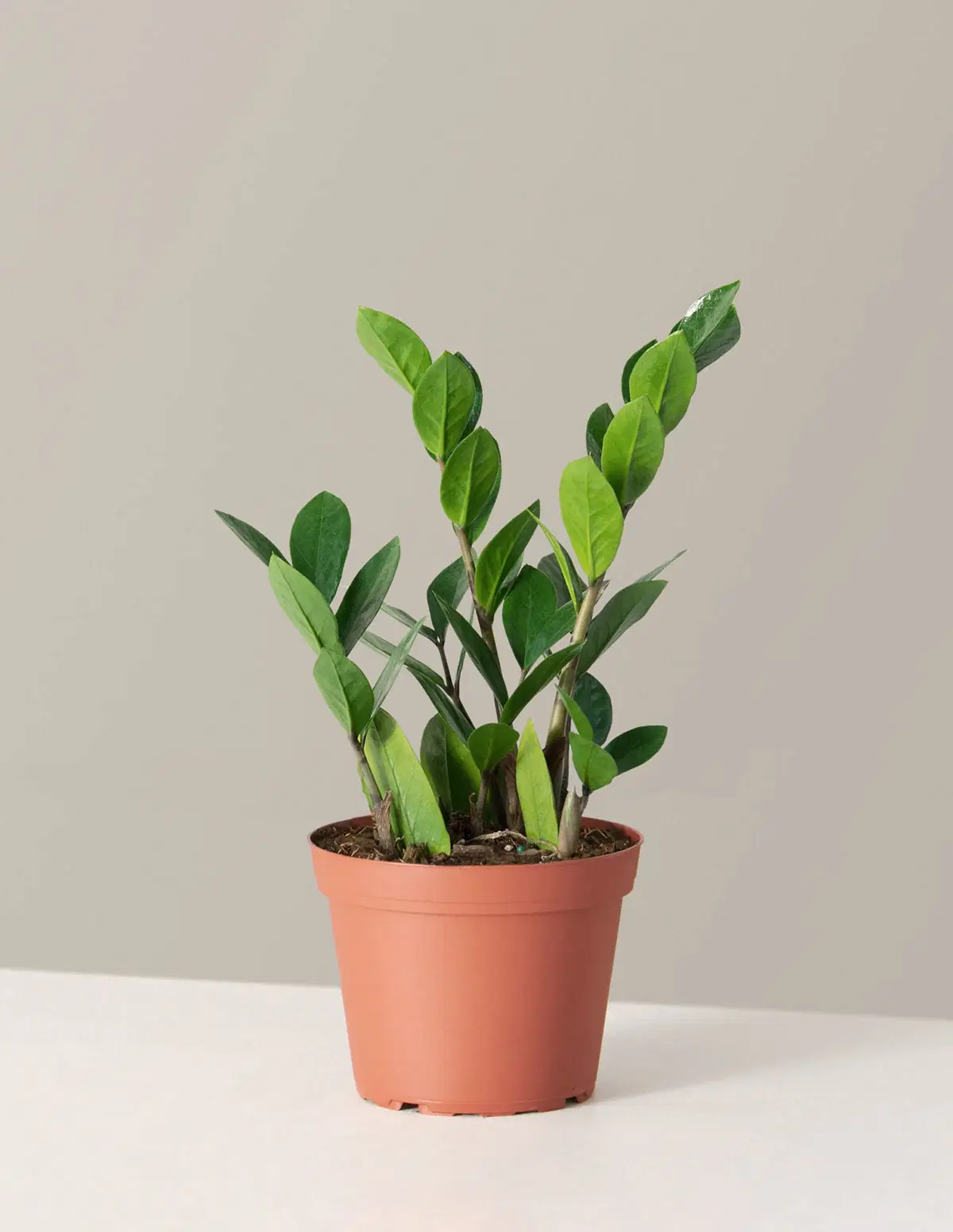 ZZ Plant